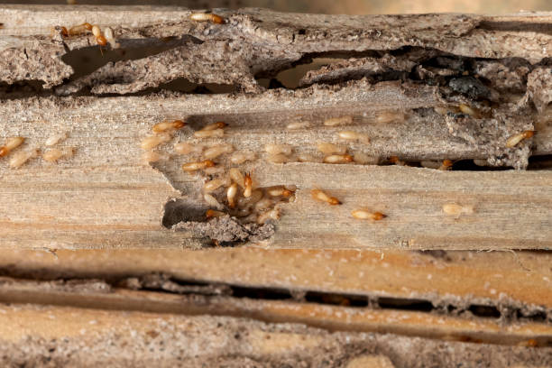 Best Bed Bug Extermination  in Shackle Island, TN